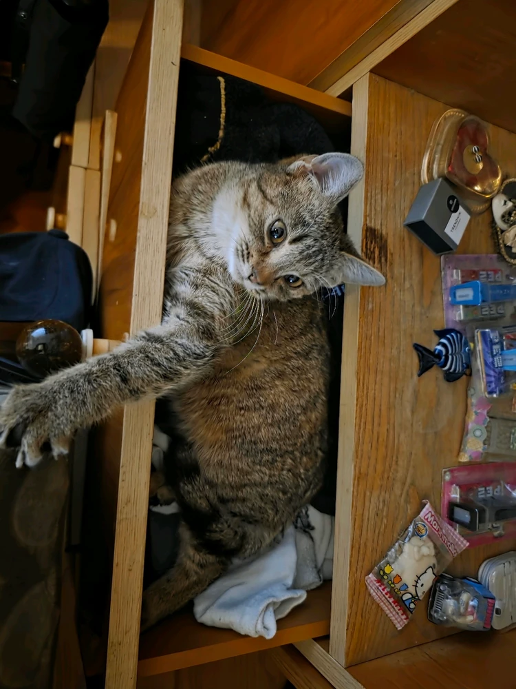 Wahwayvokah által feltöltött GIF