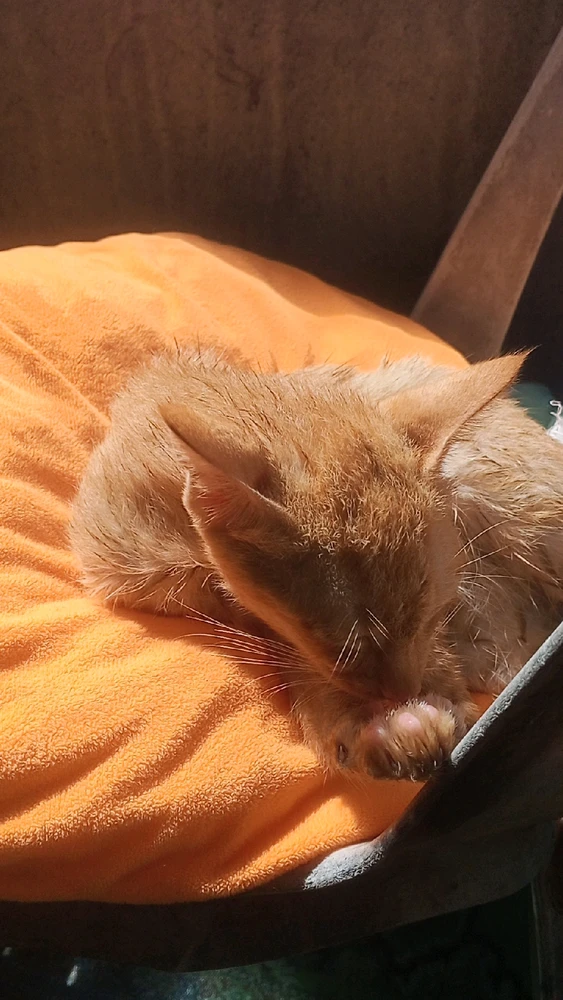 Gambar diunggah dening Zay