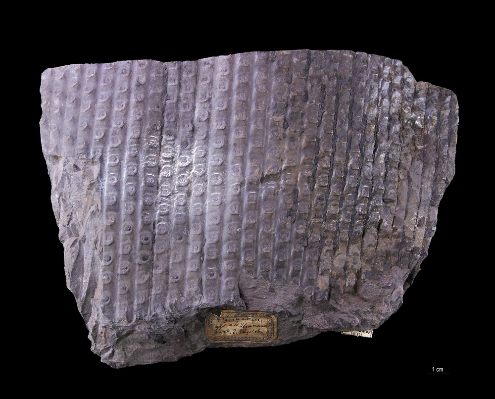 Imagem enviada por Pedro Tomaz