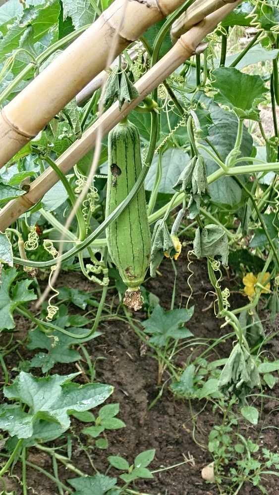 Image uploaded by CheffieGR