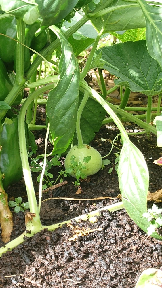 Image uploaded by CheffieGR