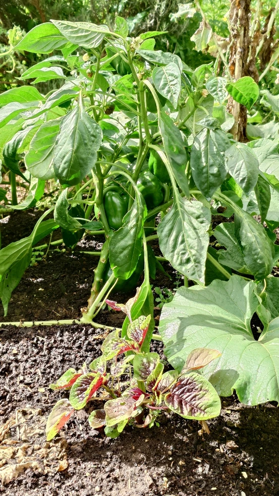 Image uploaded by CheffieGR