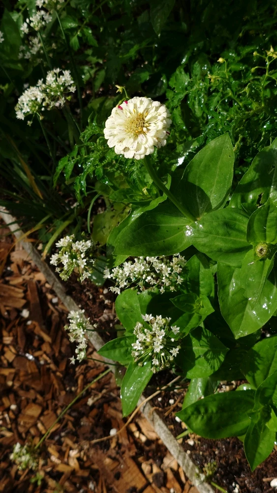 Image uploaded by CheffieGR