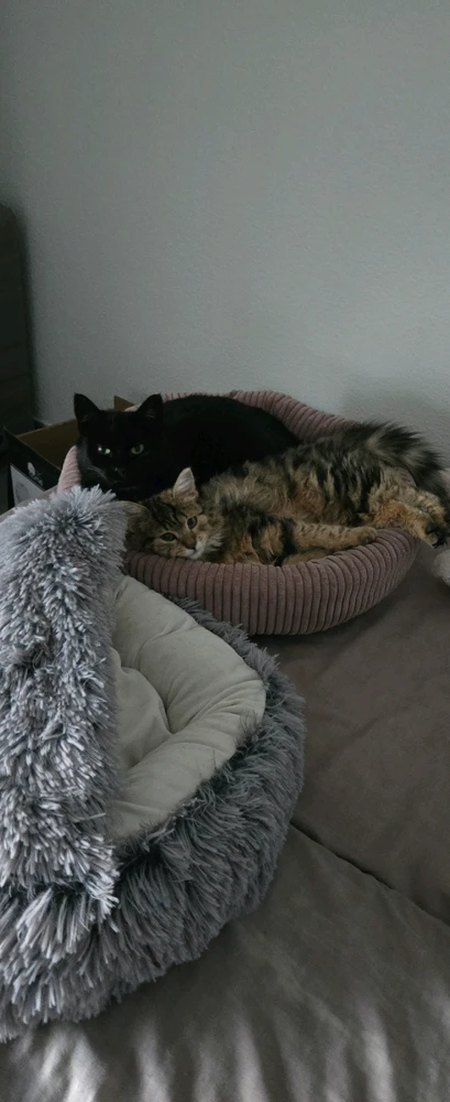 GIF ajouté par Pierrick