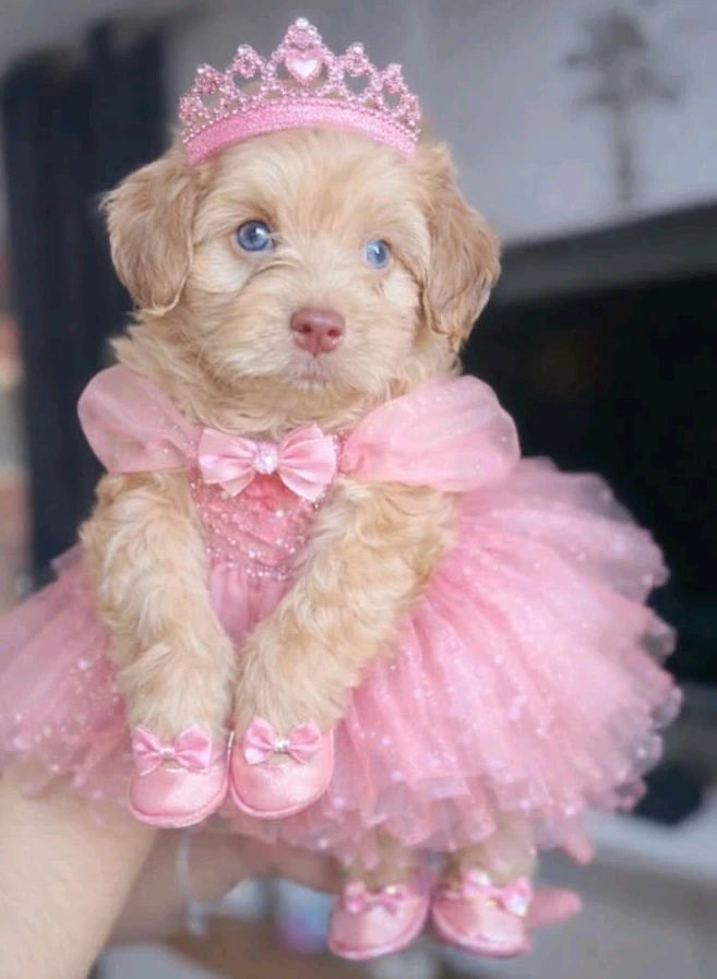 Immagine caricata da Safary zahira