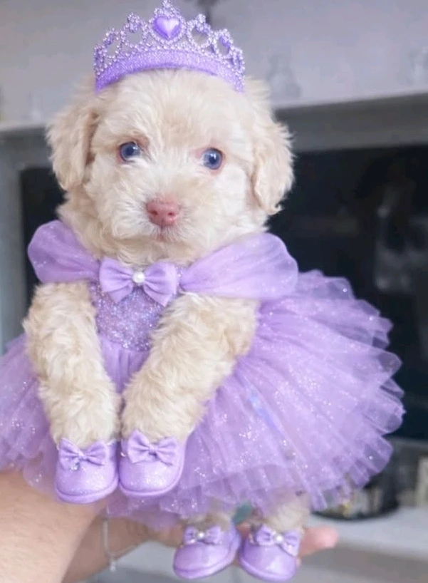 Immagine caricata da Safary zahira