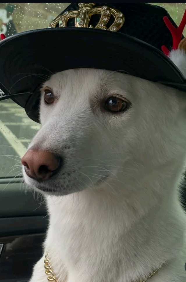 Immagine caricata da Safary zahira