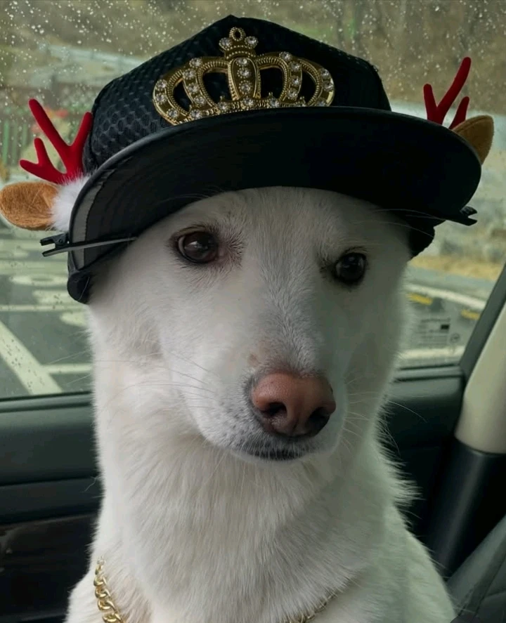 Immagine caricata da Safary zahira