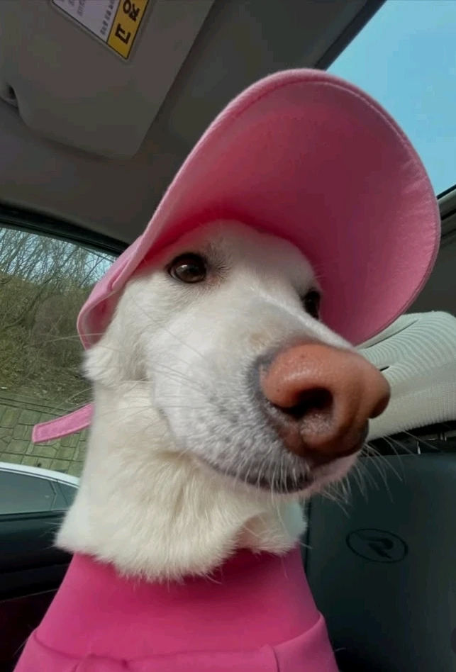 Immagine caricata da Safary zahira