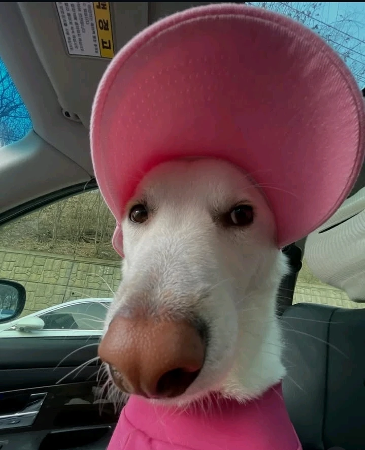 Immagine caricata da Safary zahira