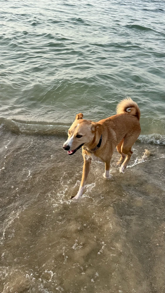 Image uploaded by Lior Mironchik