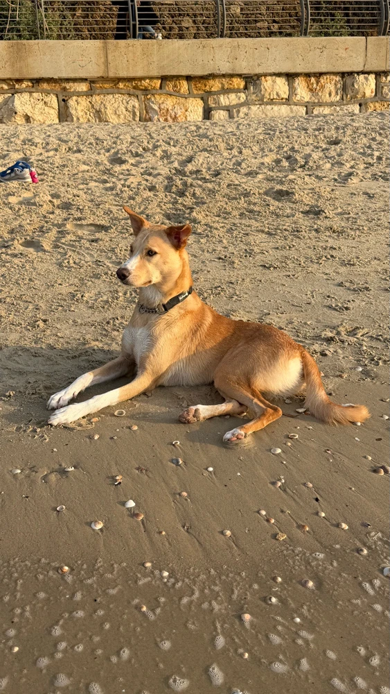 Image uploaded by Lior Mironchik