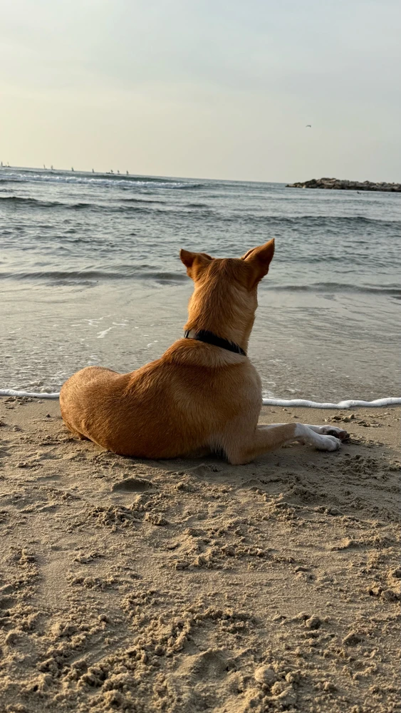 Image uploaded by Lior Mironchik