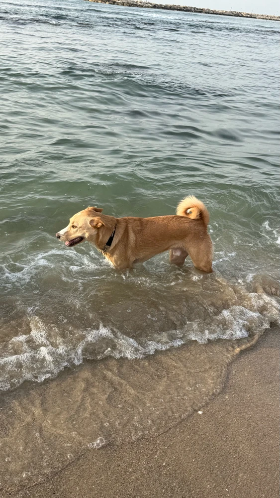 Image uploaded by Lior Mironchik