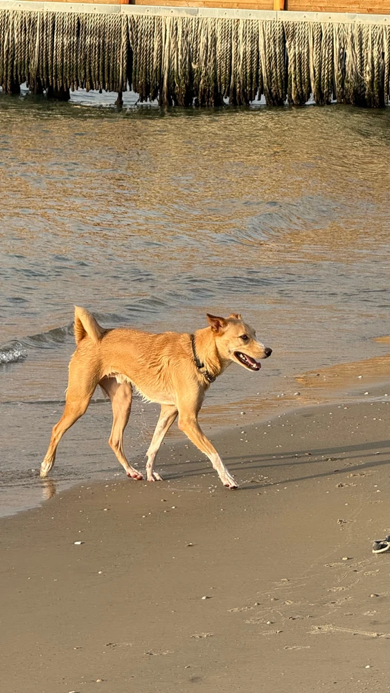 Image uploaded by Lior Mironchik