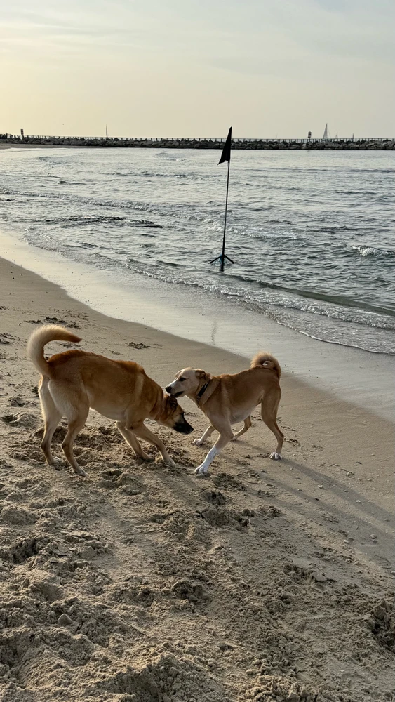 Image uploaded by Lior Mironchik