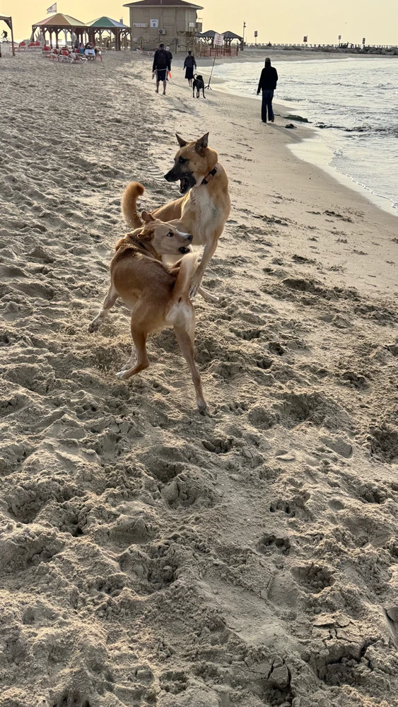 Image uploaded by Lior Mironchik