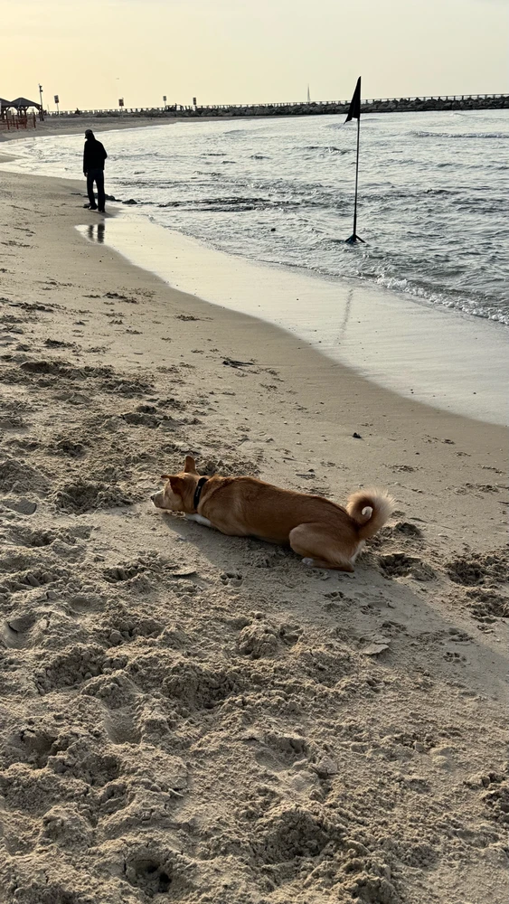 Image uploaded by Lior Mironchik