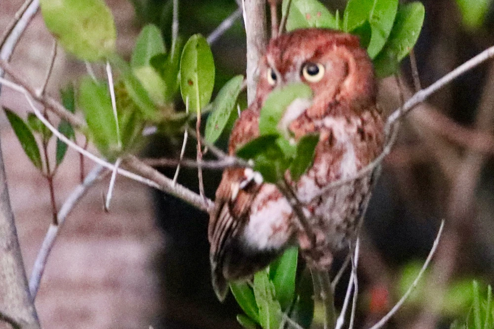 Image uploaded by Sherlock