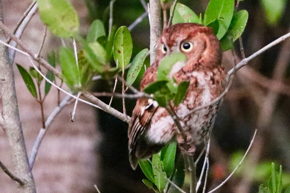 Image uploaded by Sherlock