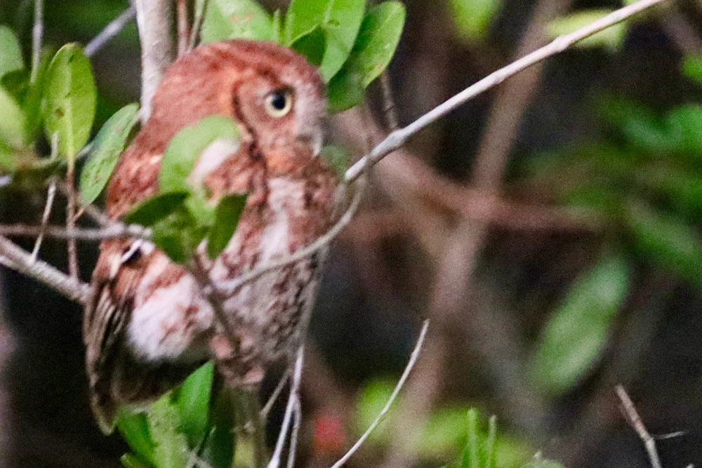 Image uploaded by Sherlock