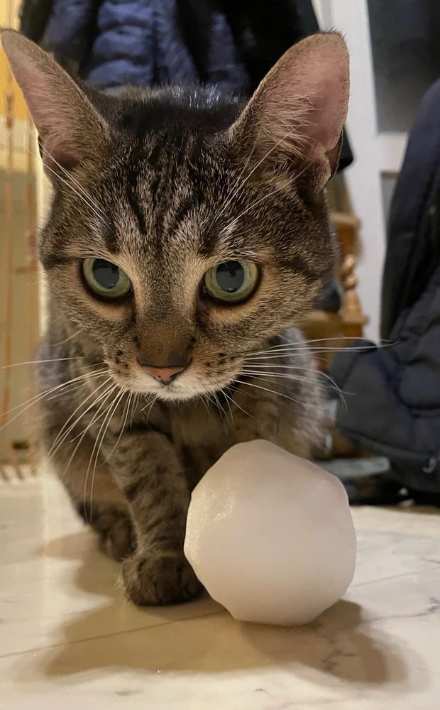 Csabee által feltöltött GIF