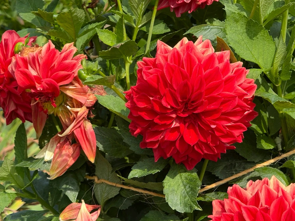 GIF uploaded by Srideep