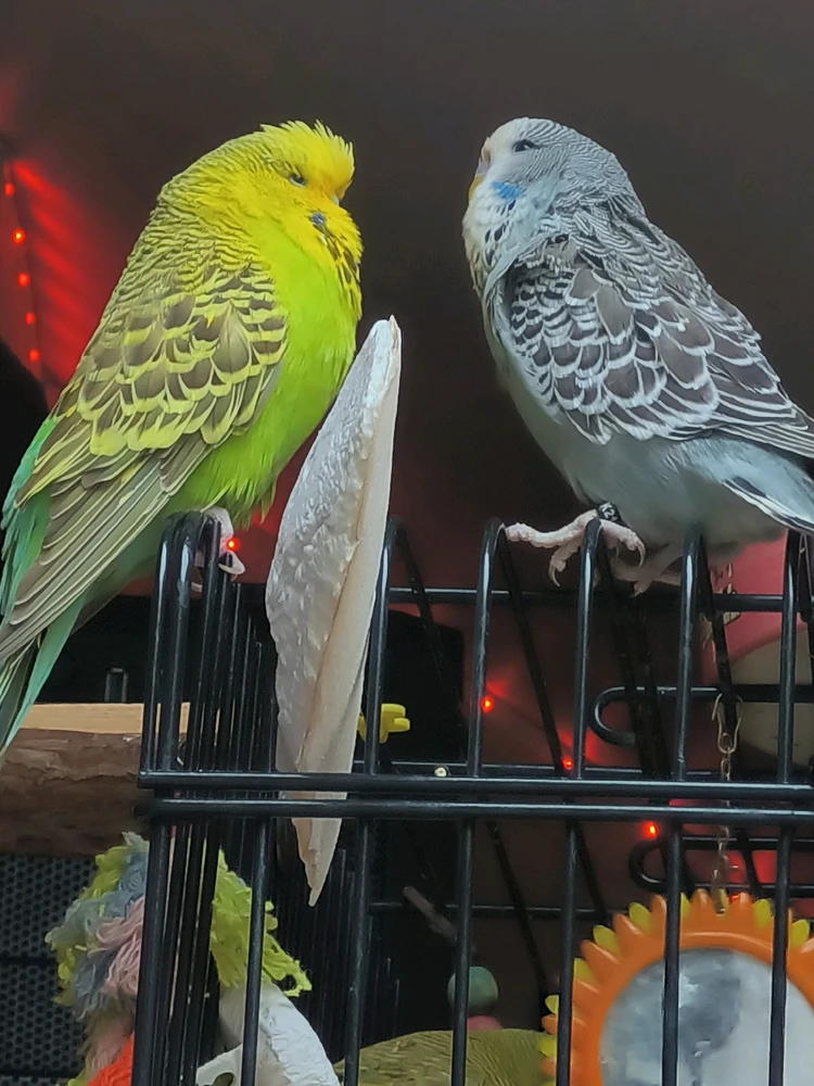 Image uploaded by Friedrich