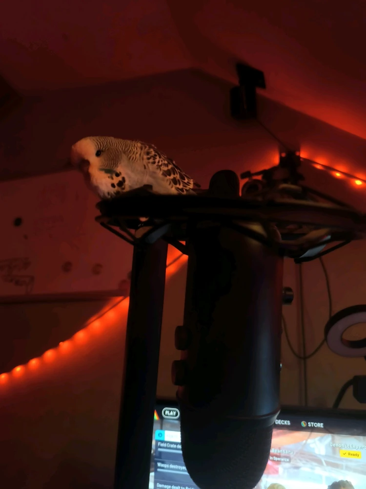 Image uploaded by Friedrich