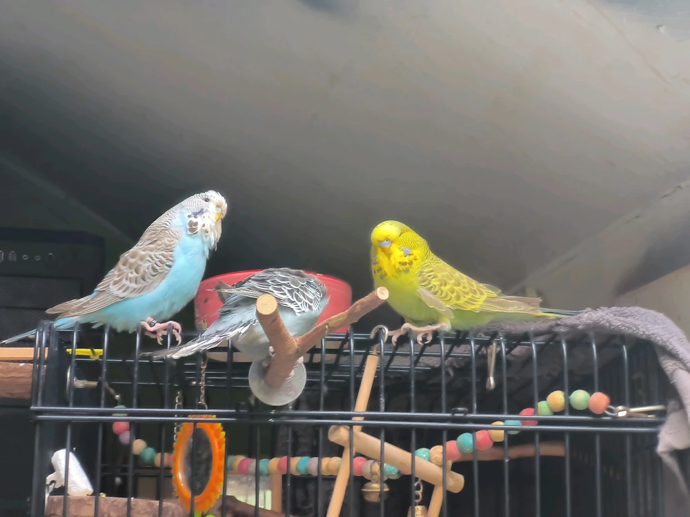 Image uploaded by Friedrich