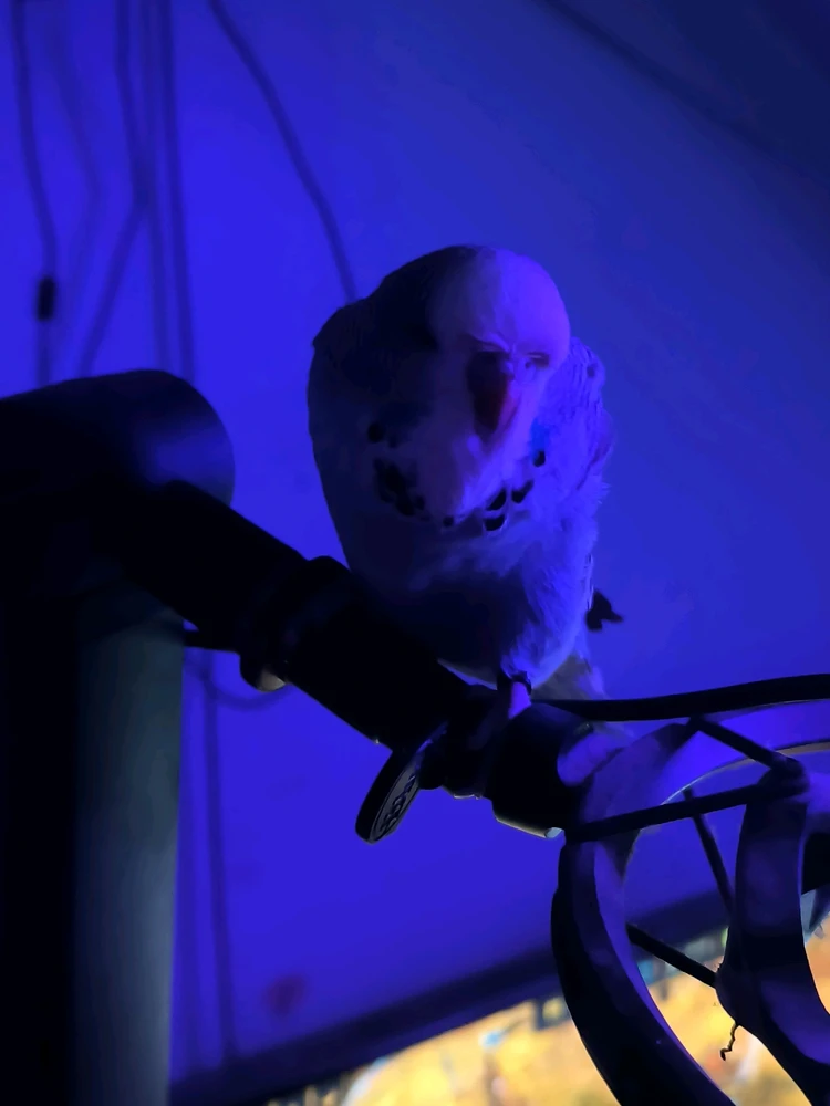 Image uploaded by Friedrich