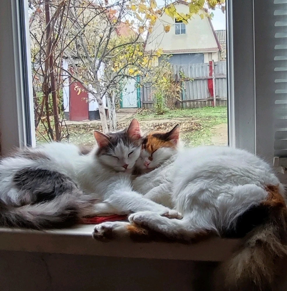 Image uploaded by Inna