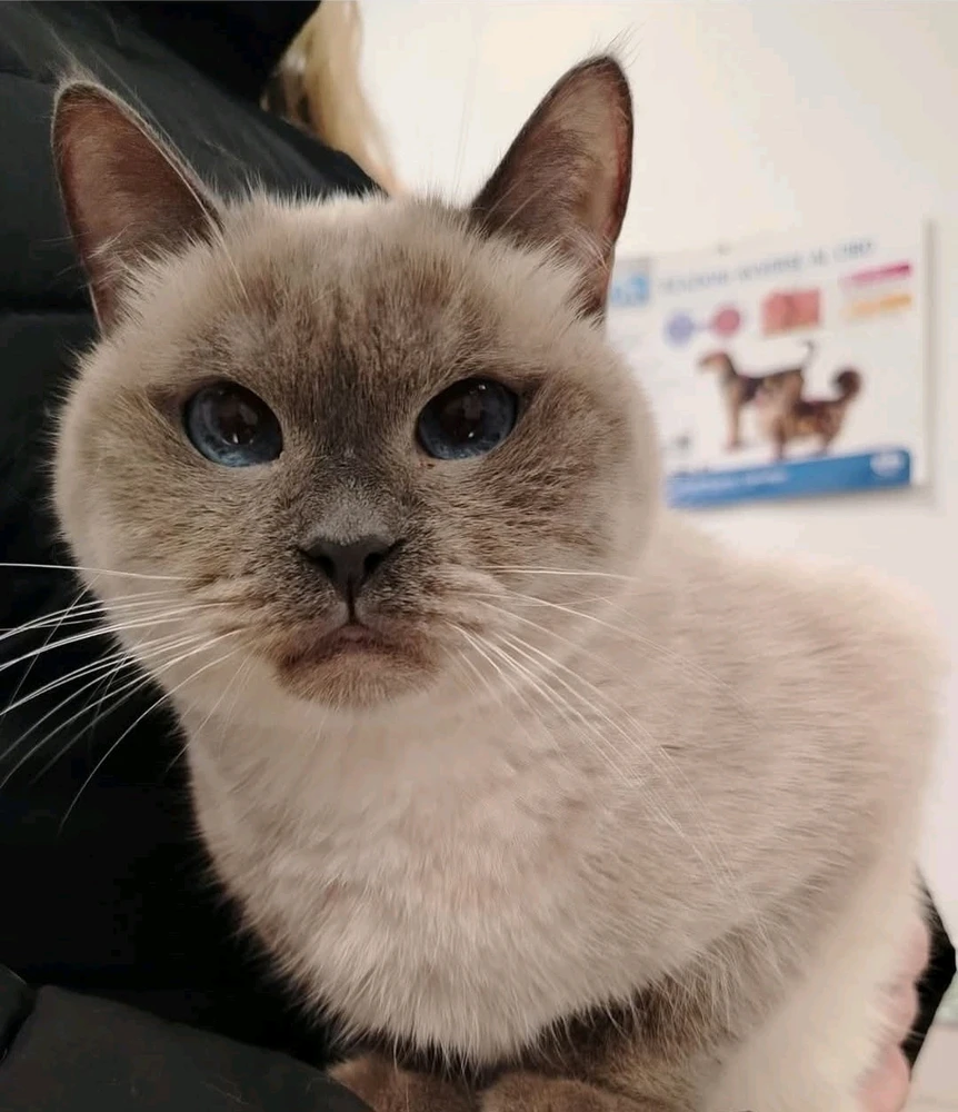 GIF caricata da Daniela