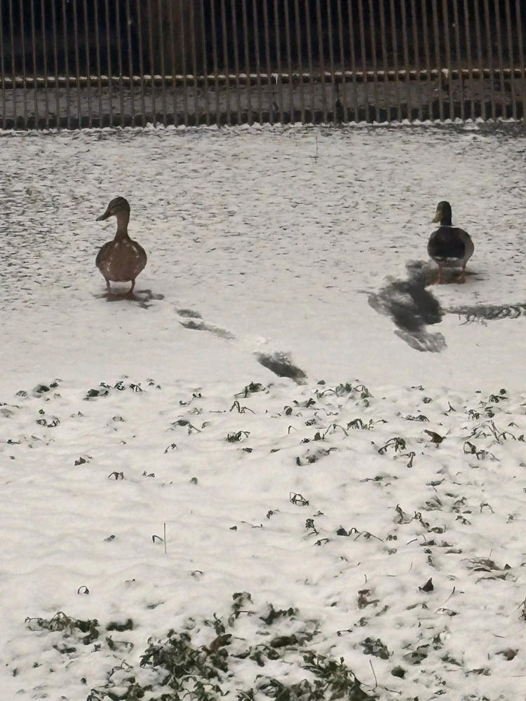 GIF uploaded by 🌙✨ℳℯ𝓁𝒶𝓃𝒾𝓆𝓊ℯ✨🌙