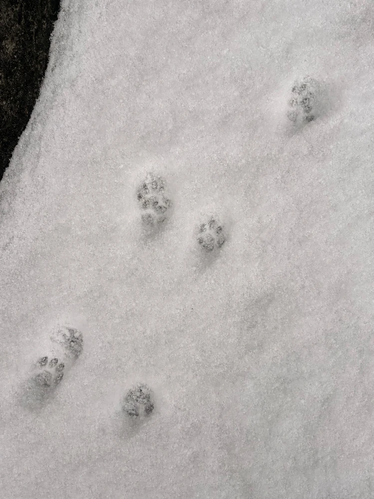 Image uploaded by 🌙✨ℳℯ𝓁𝒶𝓃𝒾𝓆𝓊ℯ✨🌙