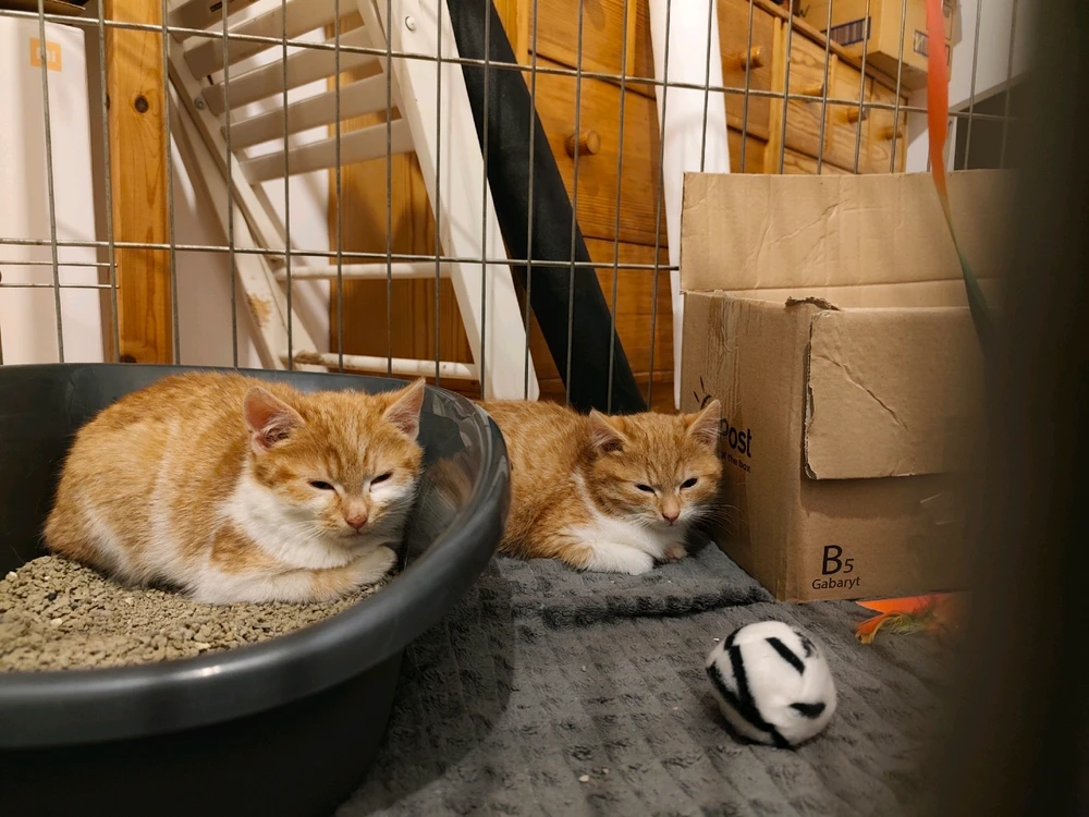 GIF dodany przez Julia