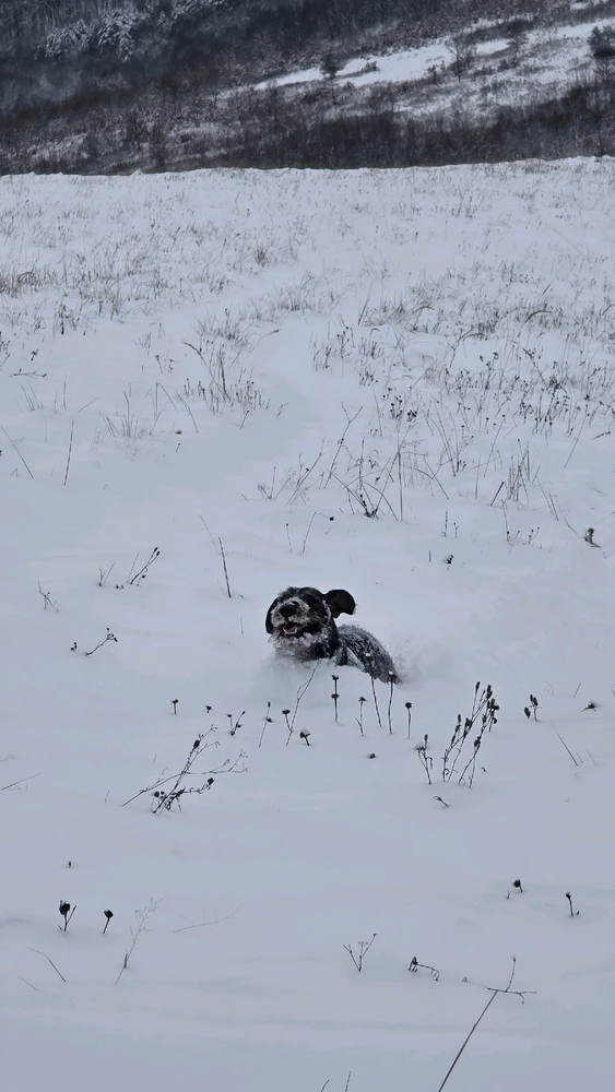 Attila által feltöltött kép