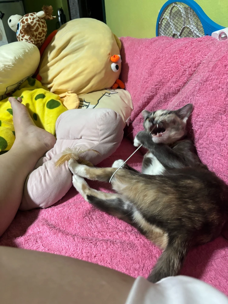 Image uploaded by Pat♡