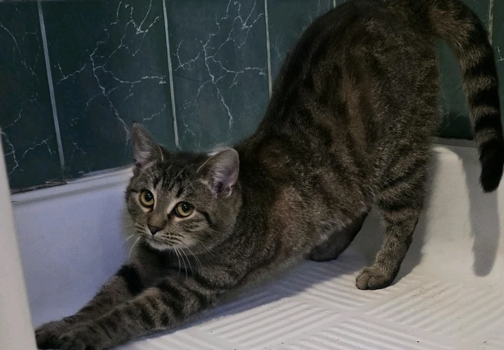 Attila által feltöltött kép