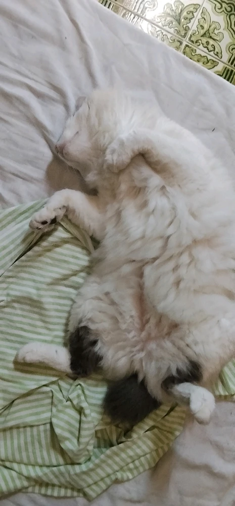 GIF enviado por Nicholas