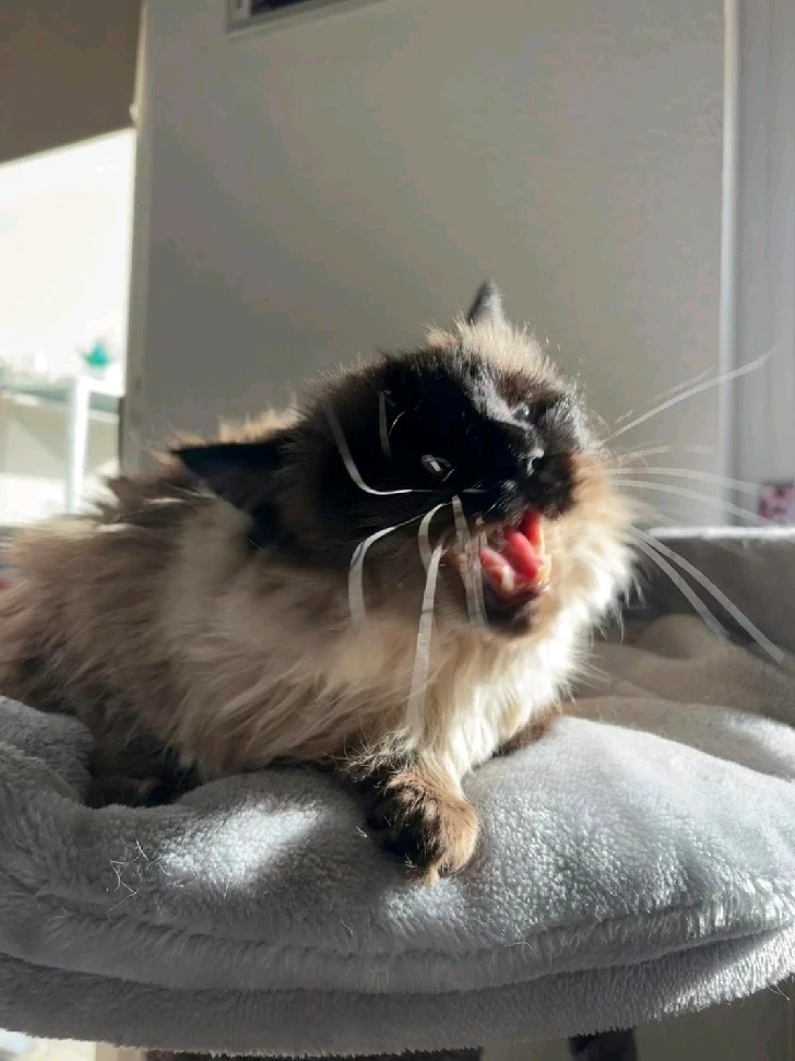 GIF hochgeladen von Henry