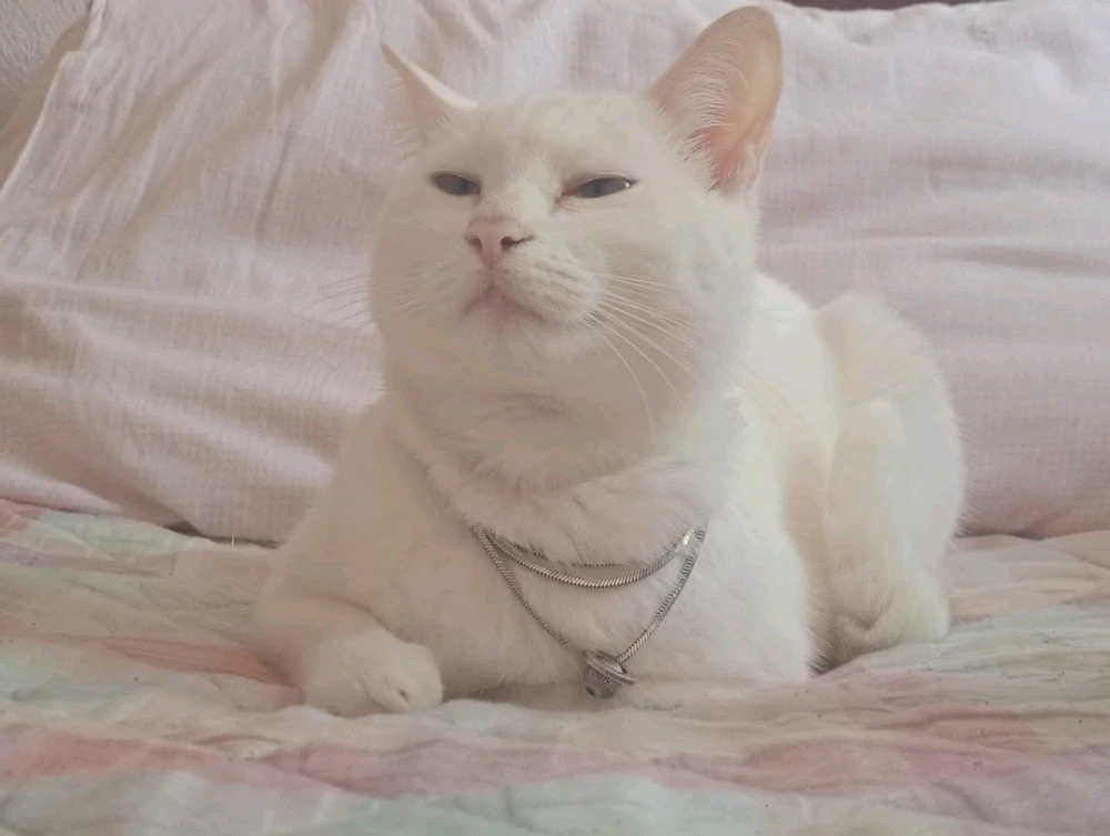 Imagem enviada por Vinícius