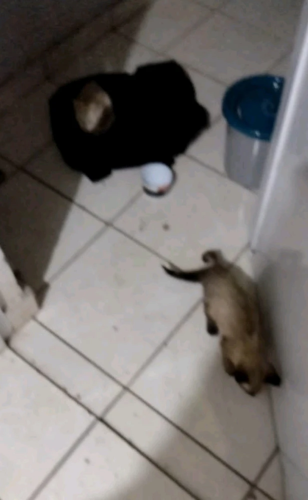 Pareciam duas ratinhas