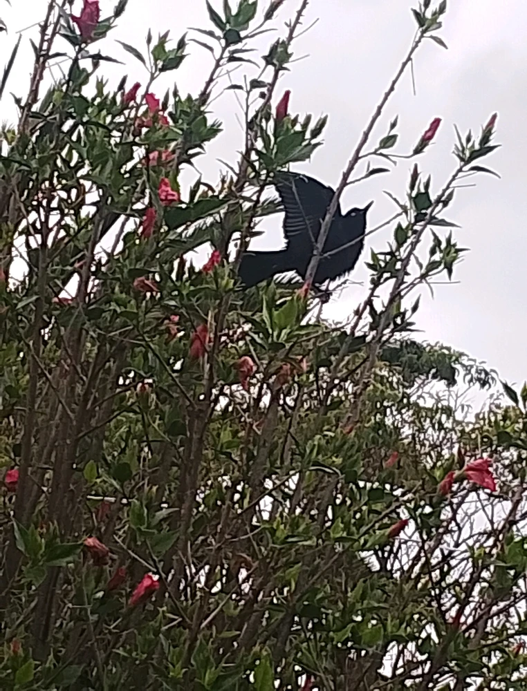 GIF subido por Nicolás López