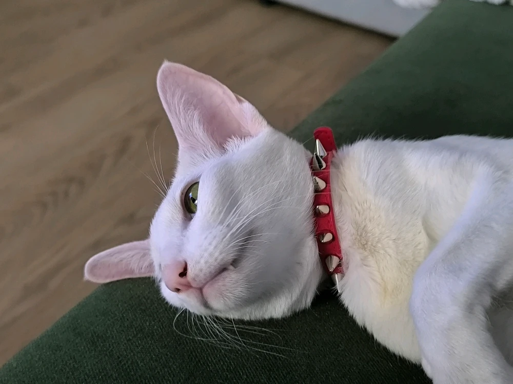 Image uploaded by Enn