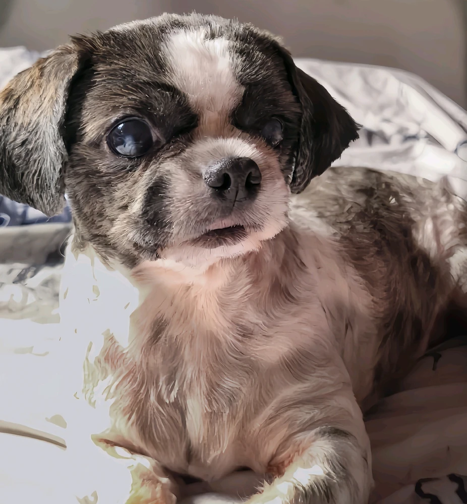 GIF uploaded by Shiroi Hana