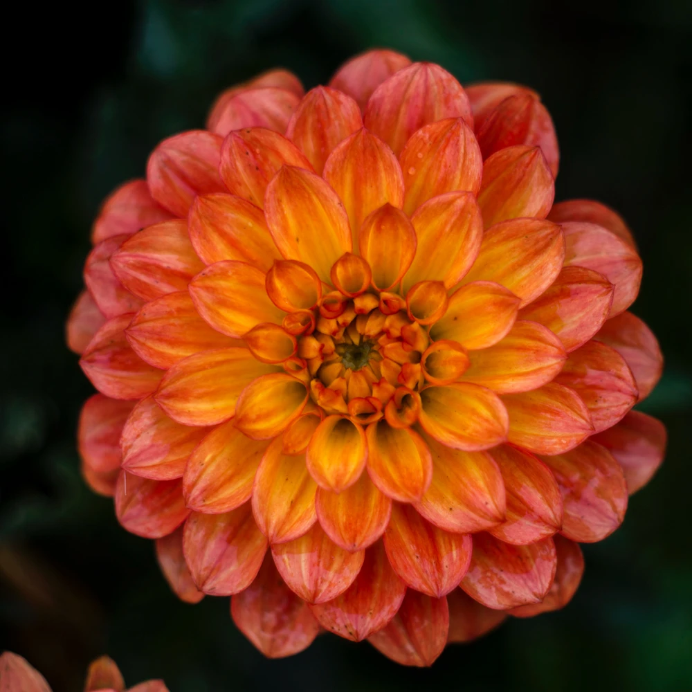 GIF diunggah dening Dmitry