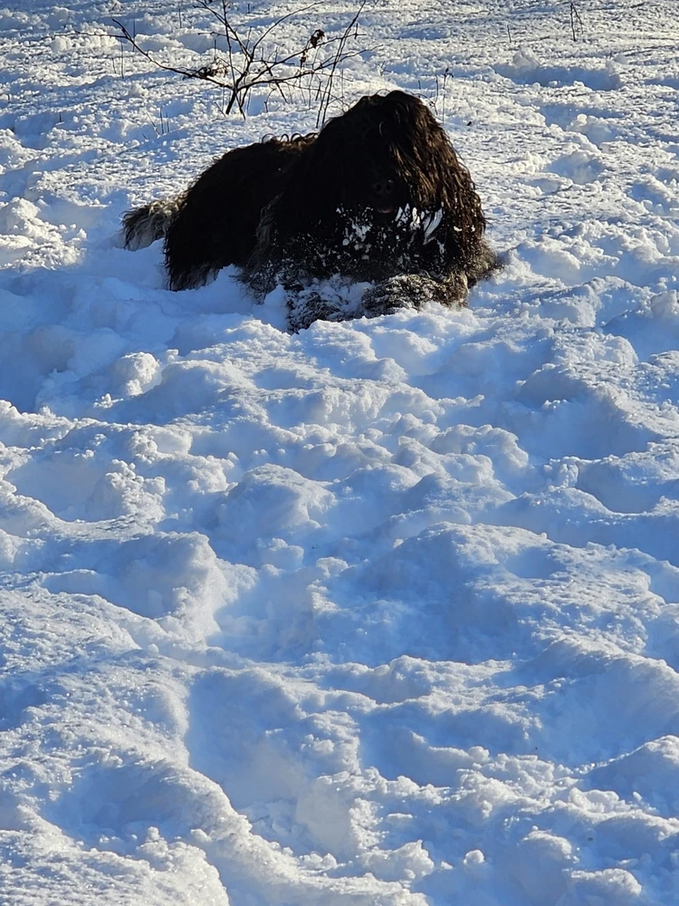 GIF geüpload door Lisa