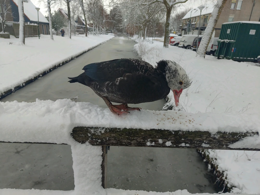 Image uploaded by Martijn