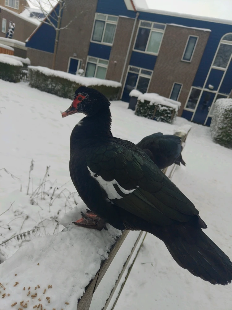 Image uploaded by Martijn